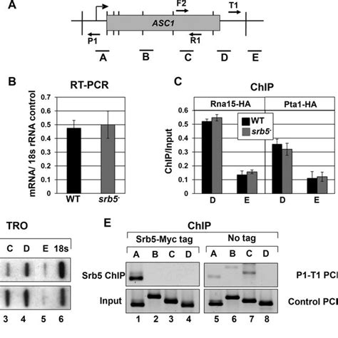 Srb Med Not Required For Termination And Gene Looping Of Asc A