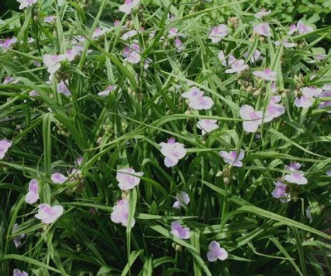 Tradescantia Temptation 1radacina Planterra Ro Viata Pe Verde