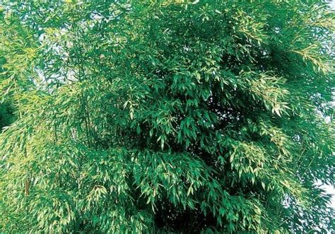 Phyllostachys Glauca Bambu Parque