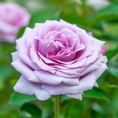 Violet’s Pride Rose Jumbo Bareroot | Spring Hill Nurseries