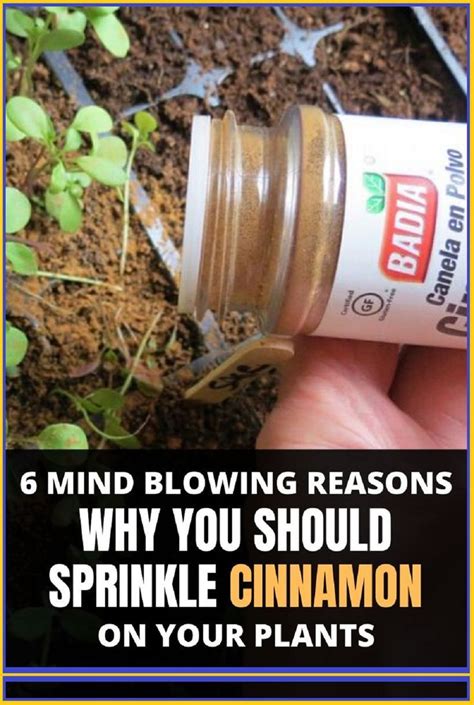 10 Unbelievable Uses Of Cinnamon In Your Garden Artofit