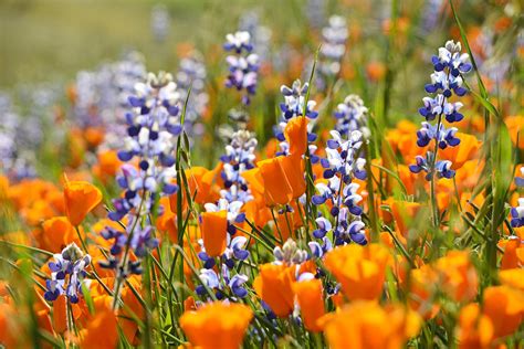 California Poppies and Lupine Wildflowers Photograph by Kyle Hanson - Fine Art America