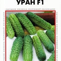 Огурец уран f1: описание, характеристики, достоинства, посадка и уход ...