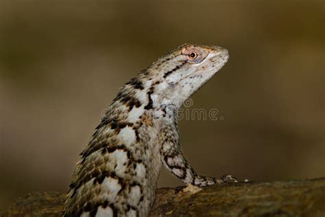 Texas Spiny Lizard Sceloporus Olivaceus Stock Image Image Of