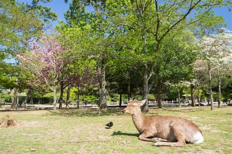 Premium Photo Wild Deer In Nara Park In Japan Deer Are Symbol Of