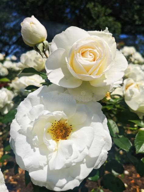 White Flowers in the Garden Stock Photo - Image of nature, flowers ...