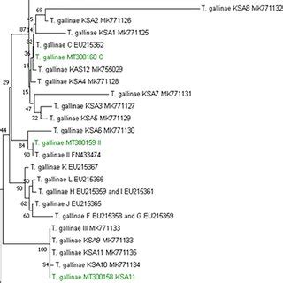 Phylogenetic Tree Based On ITS Region Indicating The Relationship Of