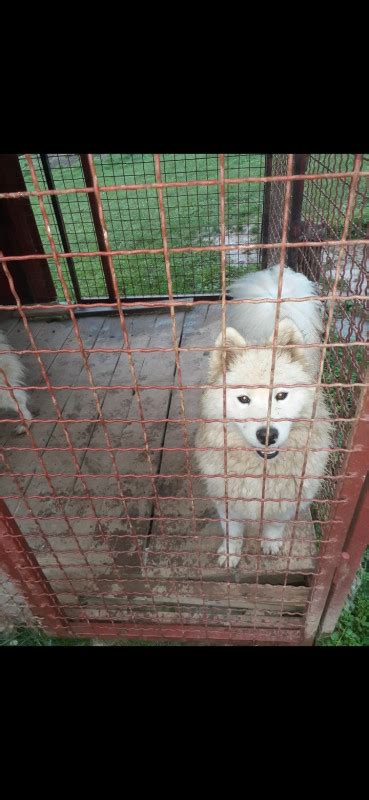 Samojed Enka Psi I Tenad Olx Ba