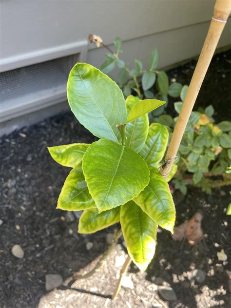 What Do Yellow Leaves Mean On Lemon Tree at Christy Carter blog