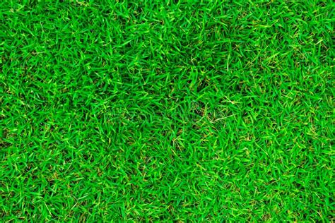 Natural Green Grass In The Top View Stock Image Image Of Field Fresh 135885299