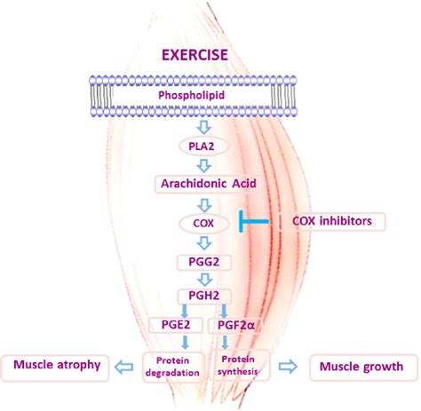 Figure From Role Of Redox Signaling And Inflammation In Skeletal