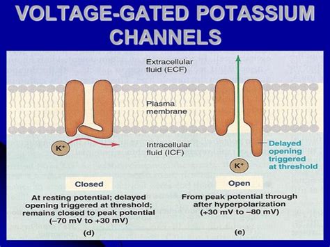 Voltage-Gated Potassium Channels – The Nerve Impulse