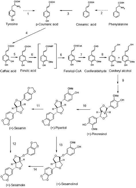 Possible Biosynthetic Pathways For Sesame Lignans Sesamin And