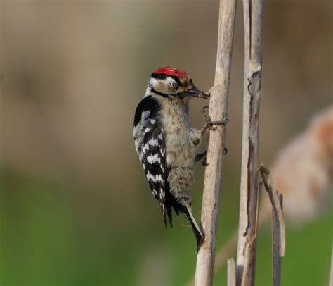 Lesser Spotted Woodpecker By John Gilbody Birdguides