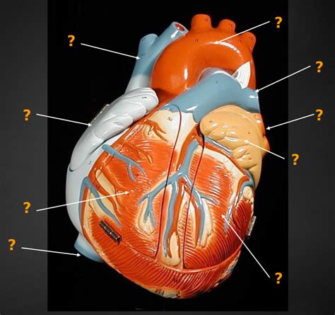 Anatomy Of Heart Diagram Quizlet