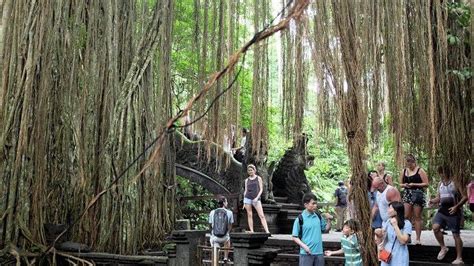 Bisa Selfie Bareng Monyet Cek Harga Tiket Masuk Monkey Forest Ubud Dan