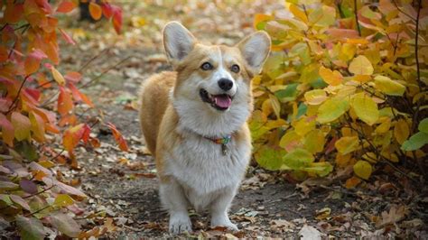 The 158 Most Popular & Loved Corgi Names