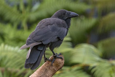 ‘alalā Doing Well In Aviary At Natural Area Reserve San Diego Zoo