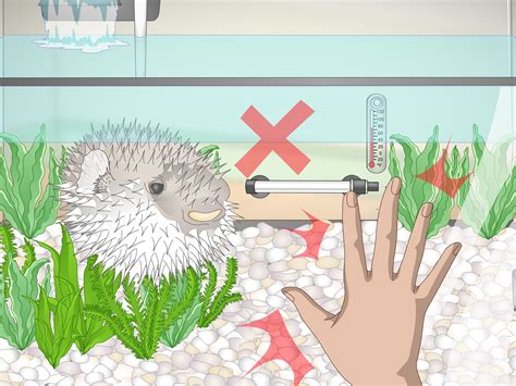 3 Ways to Purchase and Care for a Puffer Fish - wikiHow