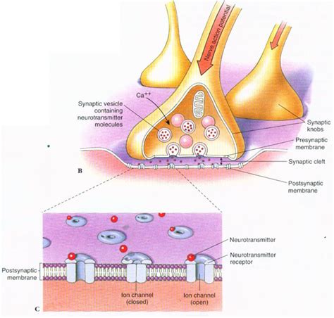 A Chemical Synapse Always Includes Which of the Following