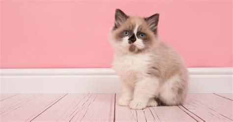 50 Clever Ragdoll Cat Names We Just Love