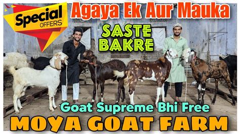 Agaya Ek Aur Goat Special Offer At Moya Goat Farm Saste Qurbani Ke