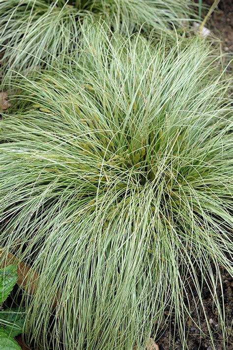 Carex Frosted Curls — Meadowgate Nursery Ornamental Grasses