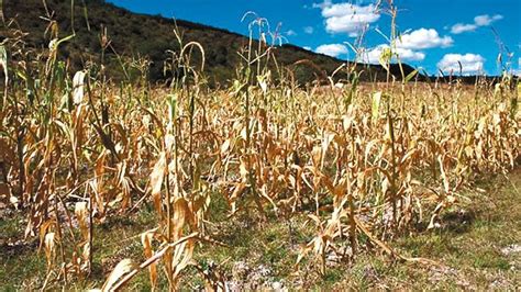 La sequía y las plagas afectan la zona agrícola más importante de