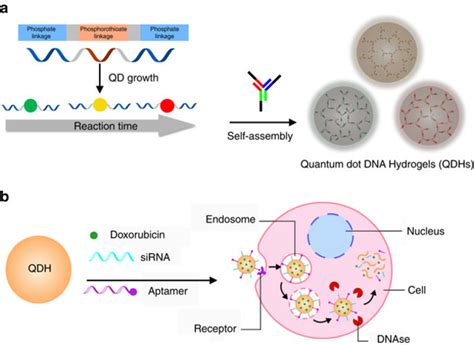 Multifunctional Quantum Dot Dna Hydrogels Nature Communications X Mol