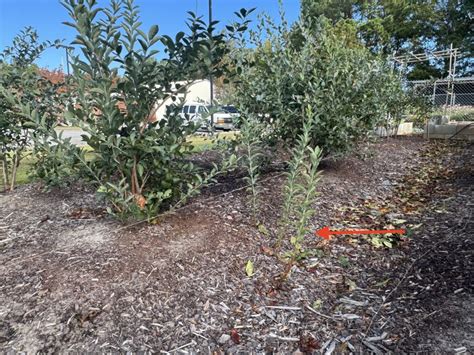 Propagating Blueberry Bushes | N.C. Cooperative Extension