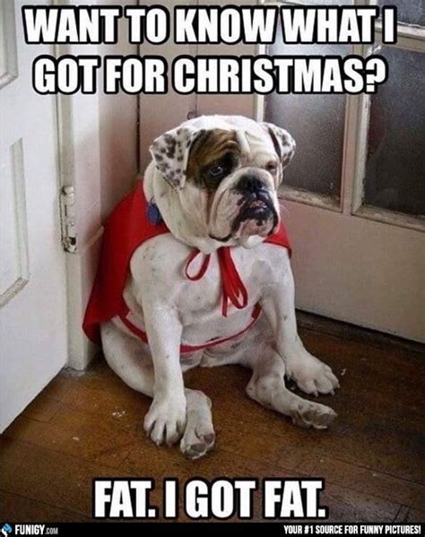 23 Holiday Animal Memes As A Forewarning Of Whats To Come And To Bring