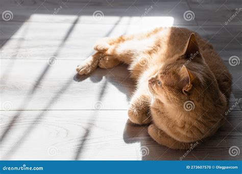 Domestic Cat Basking In The Sun Lying On The Floor Stock Photo Image