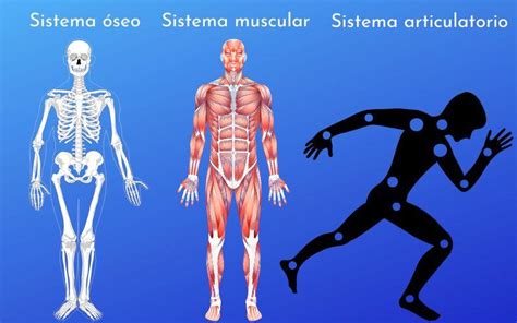 Sistema Osteo Artro Muscular Soam Division Y Funciones Nbkomputer