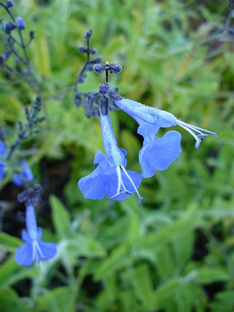 Salvia Sagittata Arrowleaf Sage North Carolina Extension Gardener