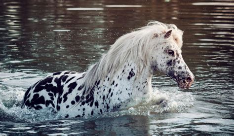 9 Spotted Horse Breeds You'll Love! - Helpful Horse Hints