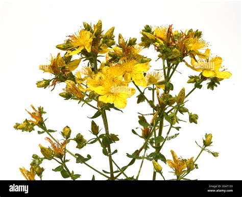 Johanniskraut Hypericum Perforatum Stock Photo Alamy