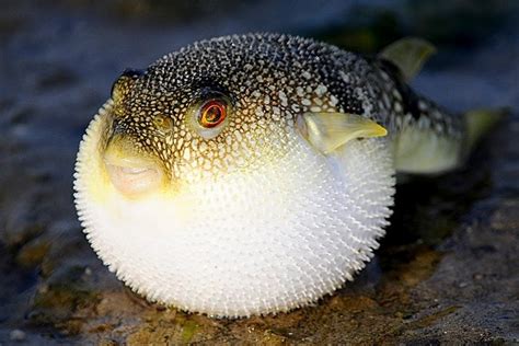 Pufferfish rests photo and wallpaper. Cute Pufferfish rests pictures