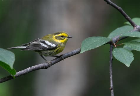 Return Of Bird Of The Week Townsends Warbler Wickersham S Conscience