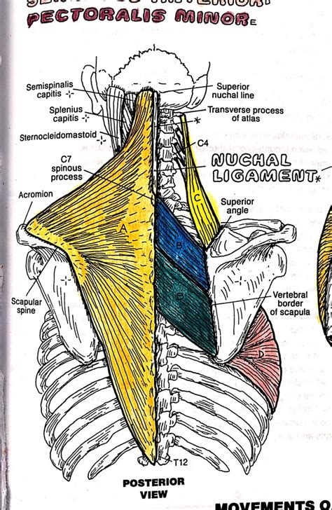 Muscles Of Scapular Stabilization Diagram Quizlet