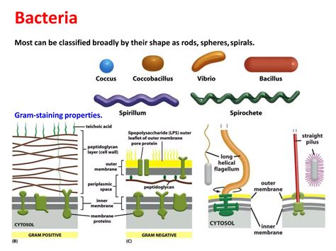 Introduction to Microbial Diversity | PPT