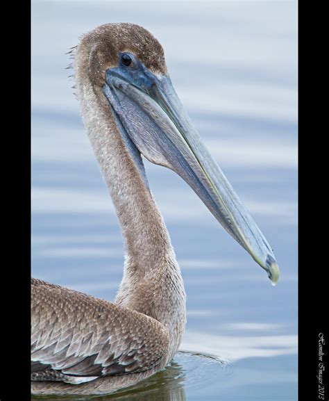 Immature Brown Pelican Portrait Steve Hamilton Flickr