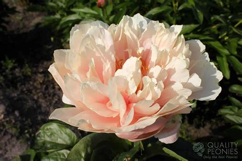 Majesty's Star - Quality Peonies