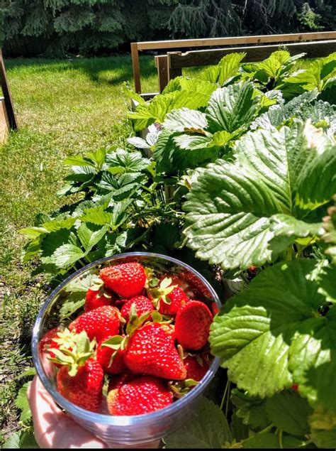 Strawberries So Fresh They Had To Go Live With Their Auntie And Uncle