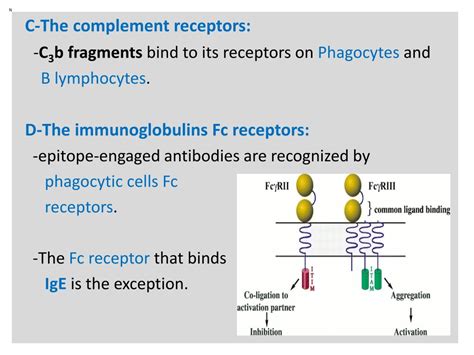 PPT Immune Cells Receptors And Markers PowerPoint Presentation