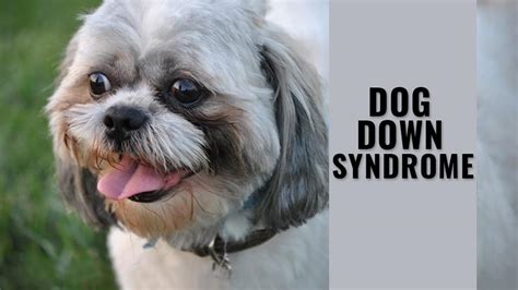 Down Syndrome Dogs: Understanding a Unique Breed