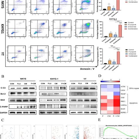 Cotreatment With Fluzoparib And Chidamide Significantly Enhanced The