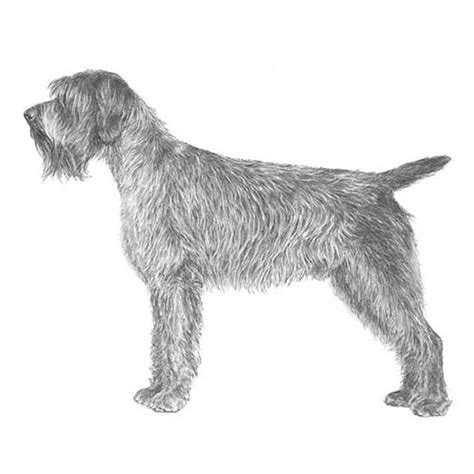 How To Properly Care For A Wirehaired Pointing Griffon