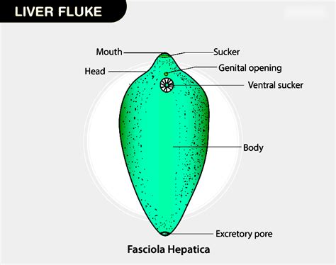 Detailed Diagram of Fasciola Hepatica - Liver Fluke | Testbook