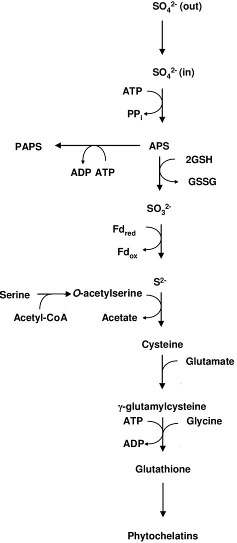 Sulfate Assimilation And Gsh Biosynthesis In Higher Plants Sulfur Is