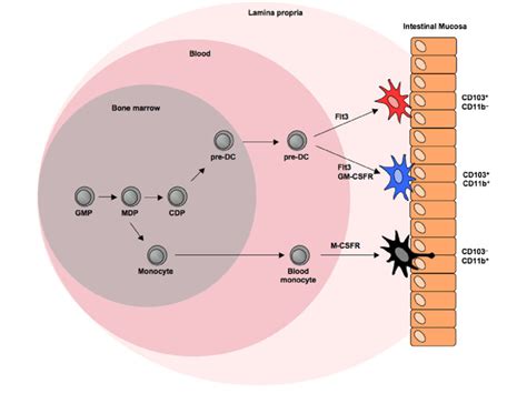 Dc Poiesis And Cytokines Regulating Intestinal Dc Subsets Intestinal